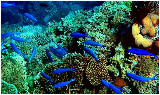 Apo Reef