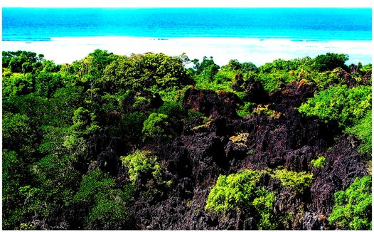Apo Reef
