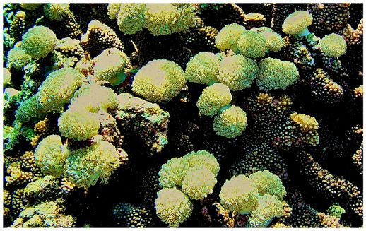 Snorkling Trips