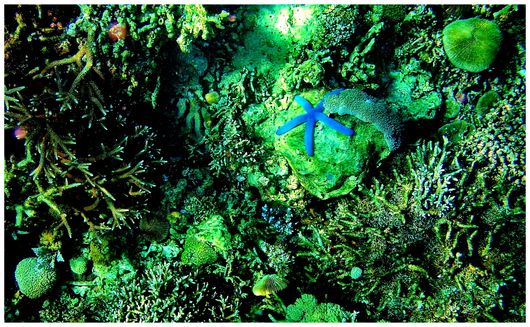 Snorkling Trips