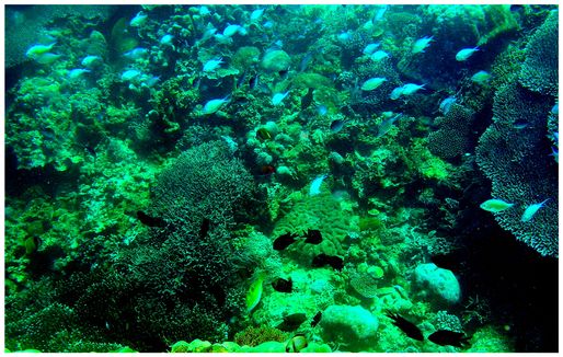 Snorkling Trips