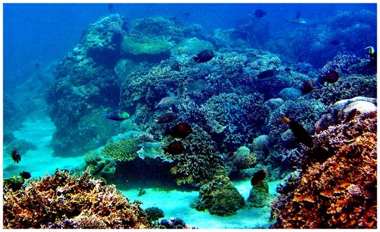 Snorkling Trips