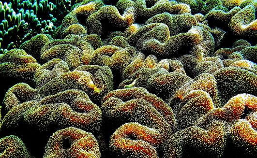 Snorkling Trips