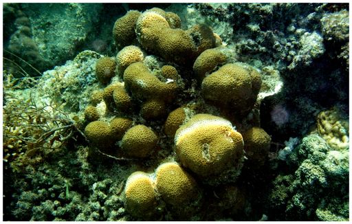 Snorkling Trips