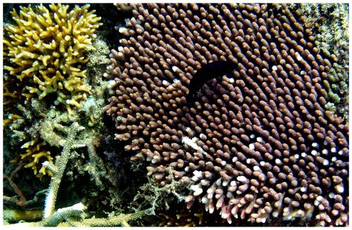 Snorkling Trips