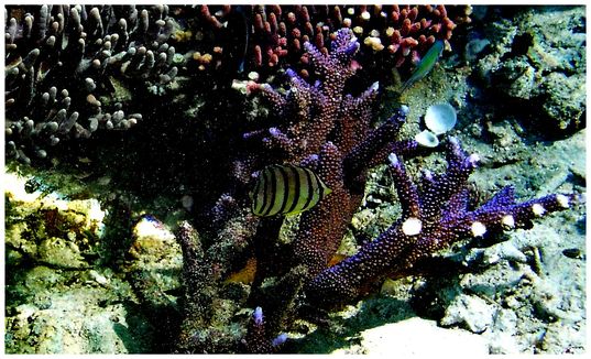 Snorkling Trips