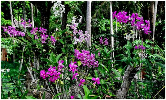Flowers and Fruit