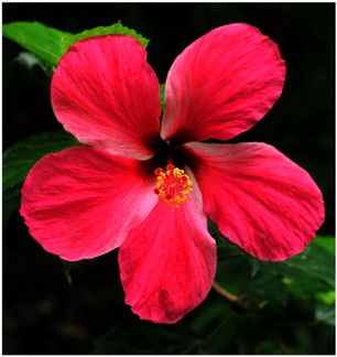 Flowers and Fruit