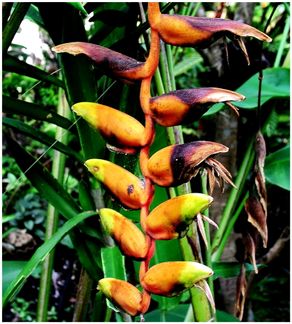 Flowers and Fruit