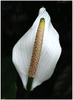 Flowers and Fruit