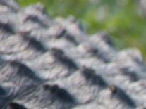 Orlando alligator