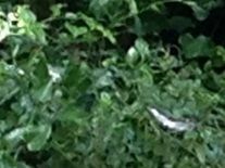 Florida alligators in Wakiwa State Park