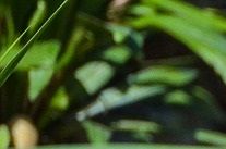 Florida wildlife