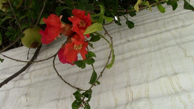 Pomegranate flowers.