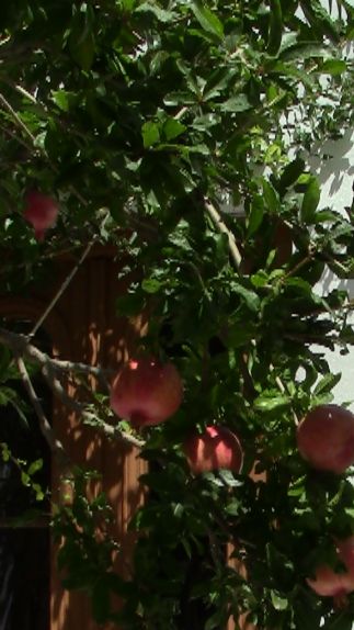 Pomegranates.