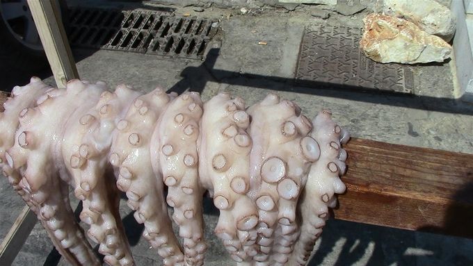 Optopus hanging out