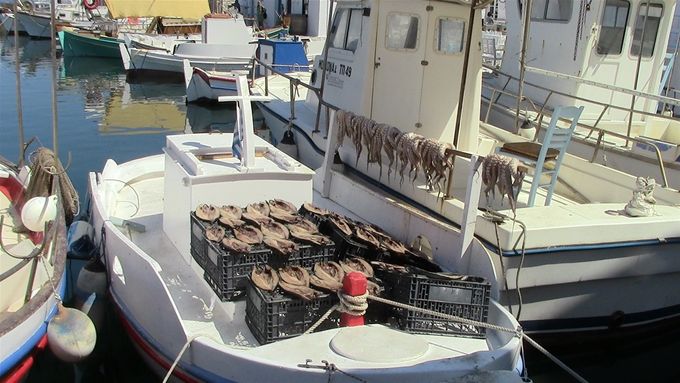 Naousa - The catch. Optopus and Doura drying in the sun.