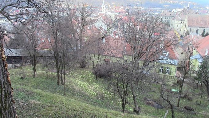 A field of primroses above Sighisoara