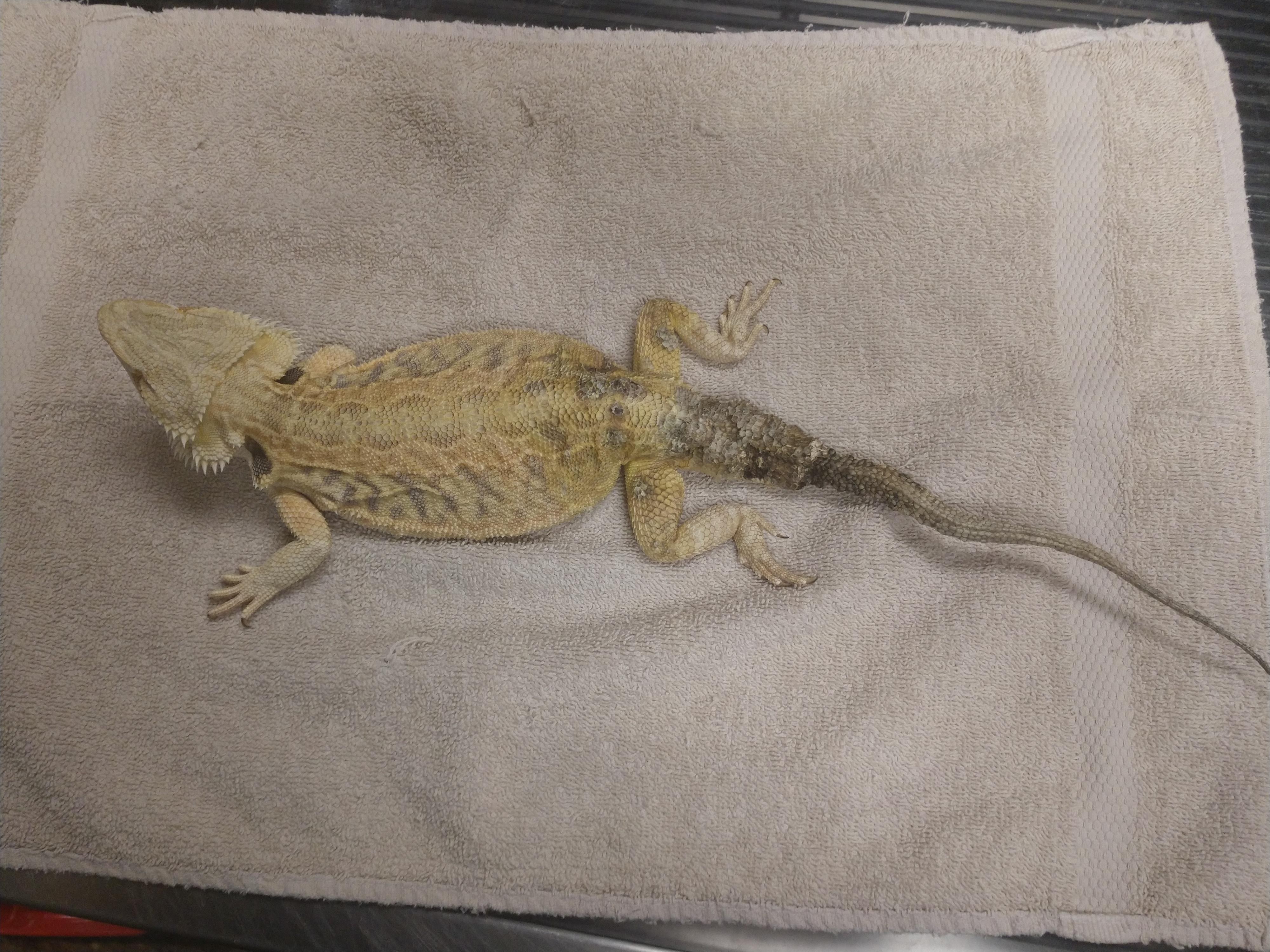 Tail Rot in Reptiles | Tree of Life Exotic Pet Medical Center