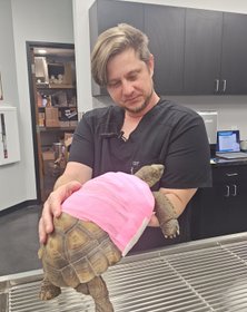 Exotic Pet Veterinary Care in Phoenix Exotic Pet Veterinary Care in Phoenix