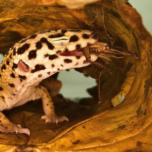 Gut Loading Insects Gut-Loading Feeder Insects | Tree of Life Exotic Pet Medical Center