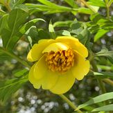 Paeonia potaninii