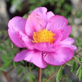 Paeonia Decomposita