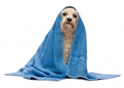 Tineke Poezenpension en Trimsalon