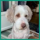 Marko