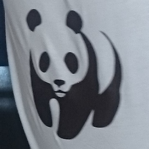 "panda"