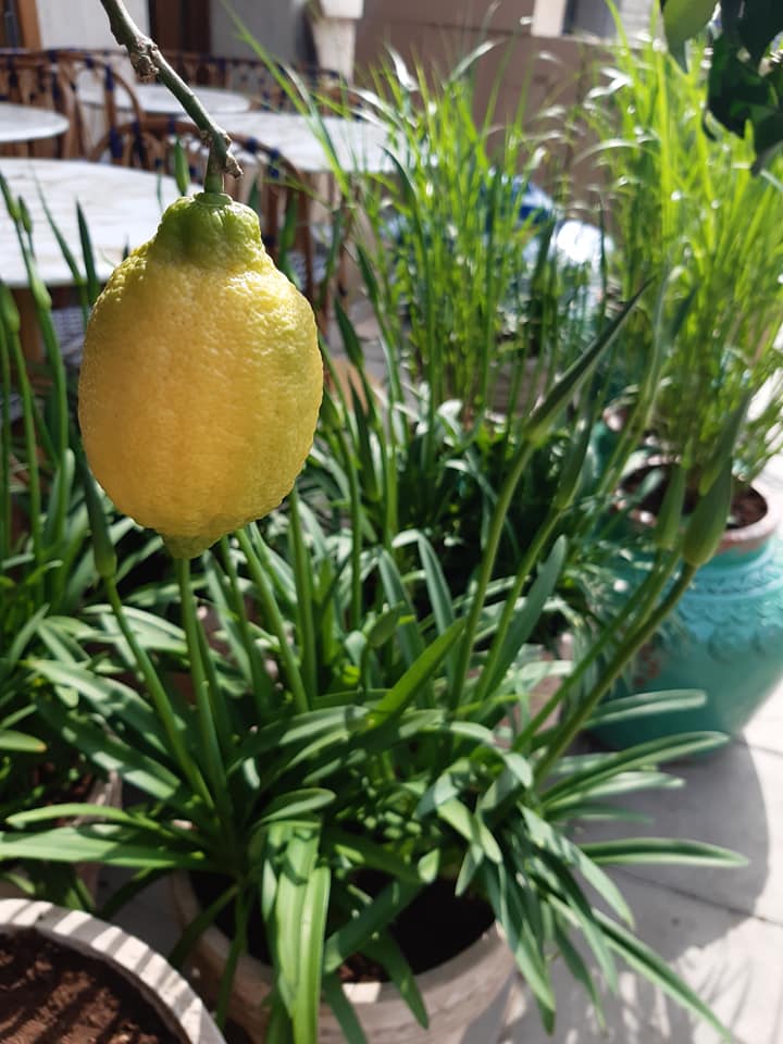 181139893_10214063032170266_5595715454982551063_n