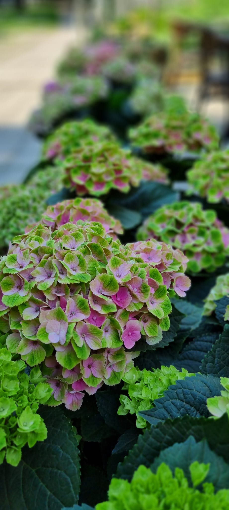 486519892_689862347048016_8731410545287130407_n