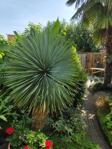 Yucca