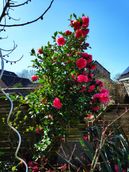 Camelia