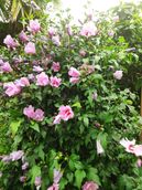 Hibiscus