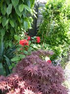 Tuin