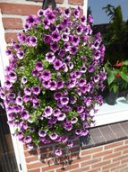 Petunia