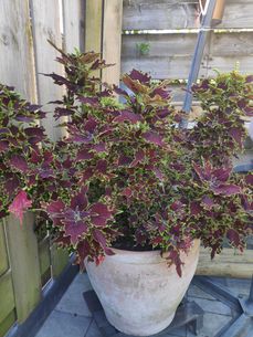 Tuin