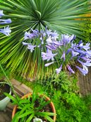 agapanthus