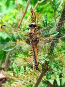 libelle