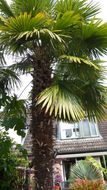 palm