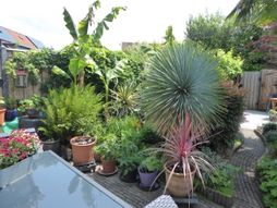 Tuin Juni