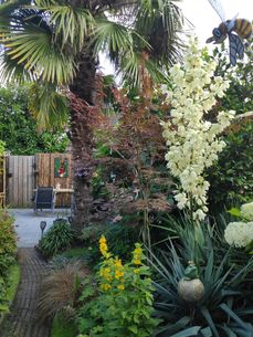 tuin