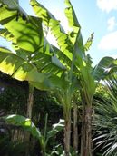Banaan Musa Basjoo