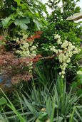 yucca