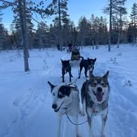 Trysil Husky