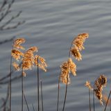 Esrum Lake sunset 3