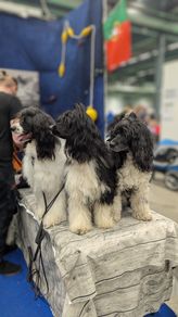 Tiberius, Cinelle och Luva