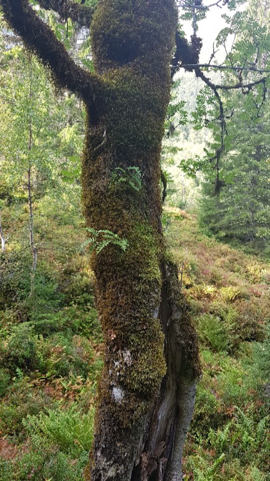 Bjørketre som gir grobunn for annen vegetasjon . På veien til Brunstadsetra