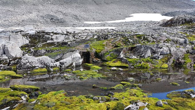 På veien tilbake gikk jeg nedenfor topp 1451 m.o.h. og fant litt vegetasjon i ellers ett fjell bare av stein